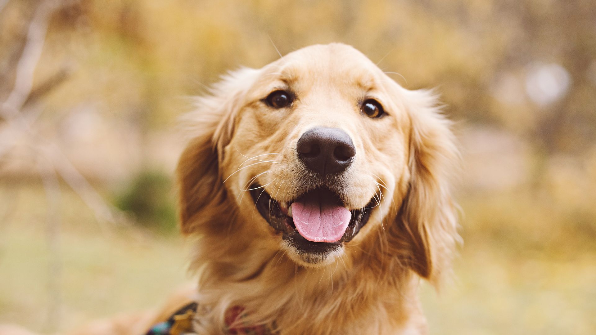 Happy golden retriever smiling outdoors in nature
