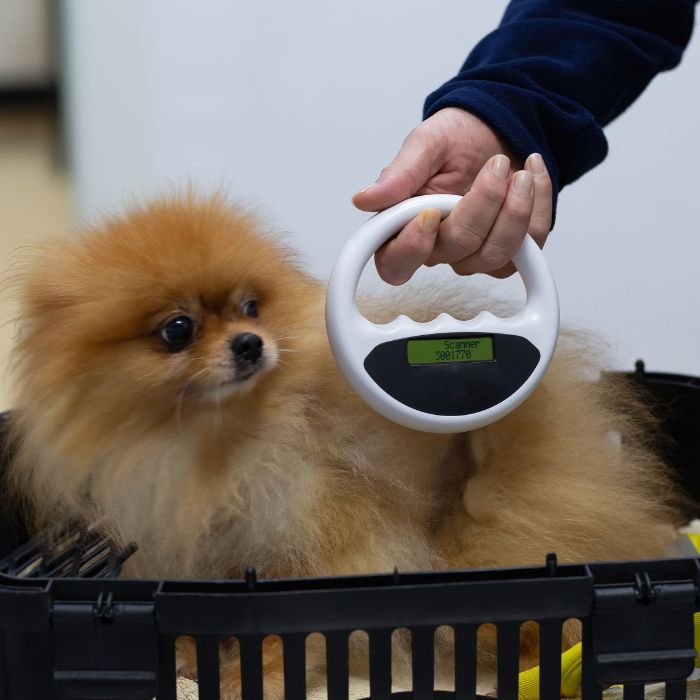 A veterinarian is scanning a dog for microchip