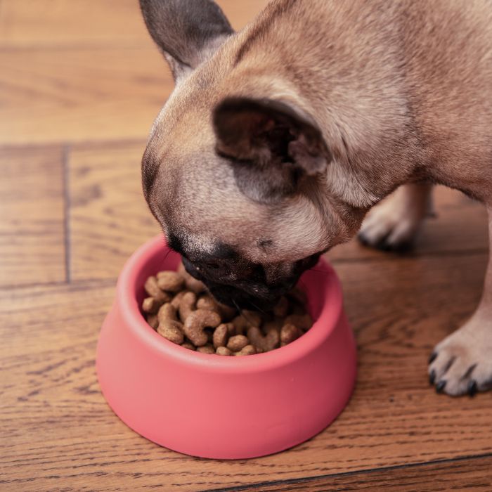 Dog is eating food from bowl