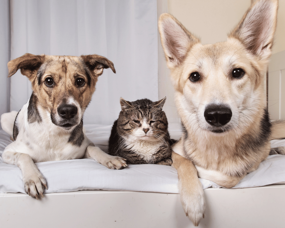 cat and dogs sitting together in bed