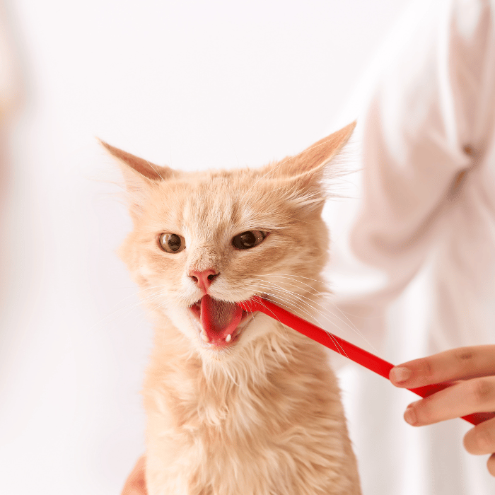 dental care person cleaning cat teeth by brush