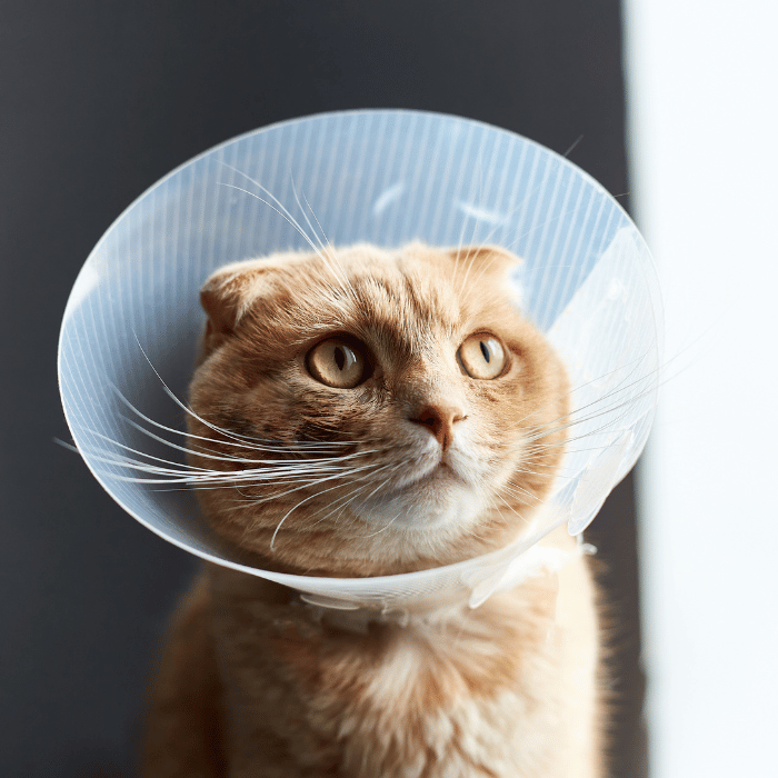 cat with surgical collar
