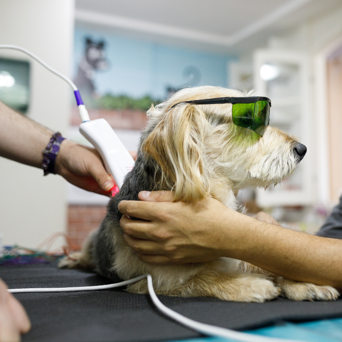 pet laser therapy dog getting laser therapy treatment