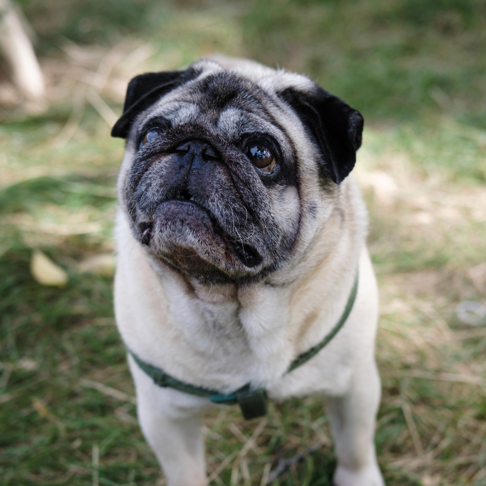 senior pug walking outside<br />
