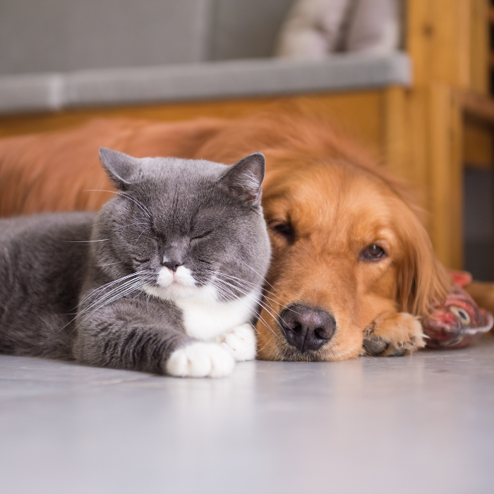 dog and cat laying together