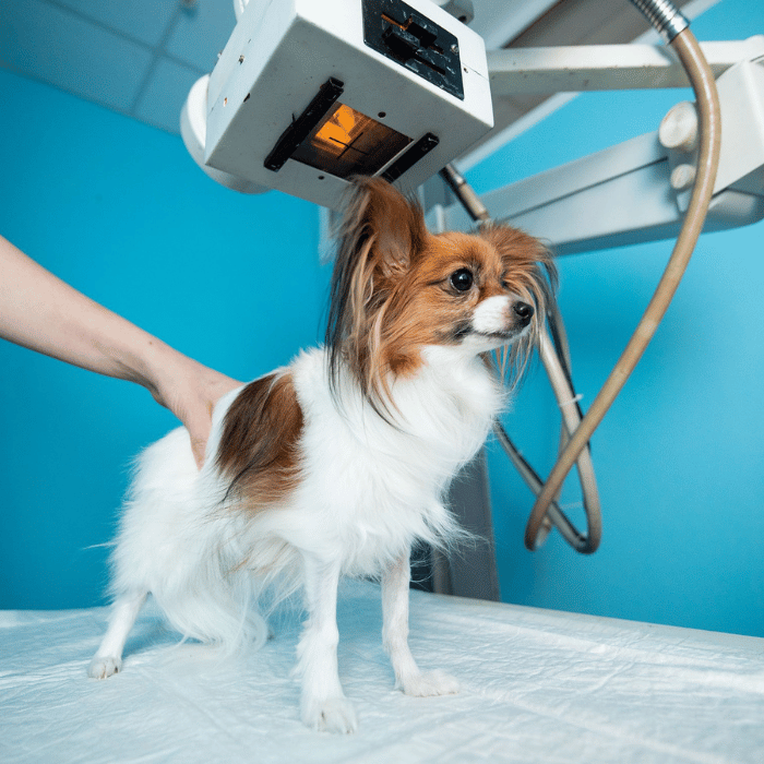 pet doing x-ray of dog